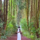 상덕마을 | 제주 안돌오름 비밀의숲 제주도 동쪽 가볼만한곳 주차