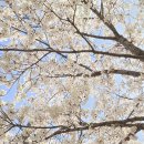 동부대로 | 동탄 여울공원 | 벚꽃 실시간 🌸 지금 개화 상태 후기, 주차정보