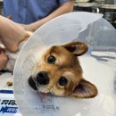 또또와 | 반포동물병원 건강검진 후기, 또또와 다녀온 반포베이스동물의료센터 서초동물병원 추천