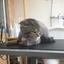 서귀고양이 이미지