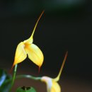 3월의 첫 주말을 이 멋진 올키드와 함께...Masdevallia orchids 이미지