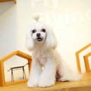 띵동 이미지