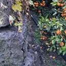 온주농장 이미지