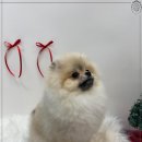 그루밍 멍 이미지