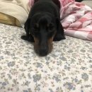 데려오개 | [훈이일상글] 4월 셋째주 닥스훈트 훈이 일기 : 훈이 일상