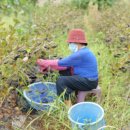 지푸라기농장 이미지