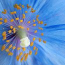 꽃이미지-Ⅰ 이미지