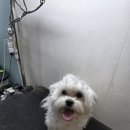 주견야DOG 이미지