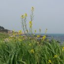 동백나무집 이미지