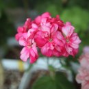 더숲엔젤 이미지