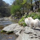 조은애견 이미지