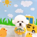 또왕또왕 Dog Salon | 강릉반려견미용실 또왕또왕 비숑 구름
