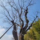 순천-36호 이미지