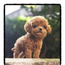 까망댕댕 이미지