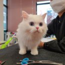 고양이무마취미용 냥지곤지 이미지