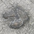 공룡 발자국화석지 이미지