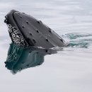 교구양곱창 이미지