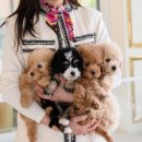 아이퍼피 이미지