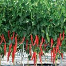 ㈜ 농우바이오 | 각종 병에 강하고 기능성 갖추고 2020 고추 유망품종 트렌드는?