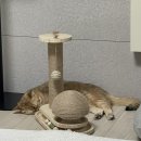 다잘 | 🐱 고양이 턴테이블 스크래처 후기 (셋 다 잘 노는 몇 안 되는 장난감)