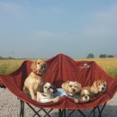 집밥먹개 집밥먹냥 이미지