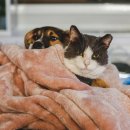 연희동물병원 이미지