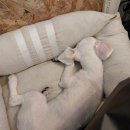 오구오구살롱 이미지