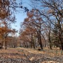 의성사촌가로숲 화장실 이미지