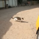 판다아울렛DC백화점 이미지