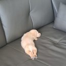 하일할머니 이미지