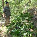 마이산농장 | [공지] 진안 마이산 산양삼농장 다녀온 후기