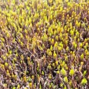 연수 농장 | 일본니가타이끼연수후기 이끼고수에게배운 식재법