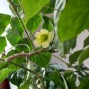 100세의료기 이미지