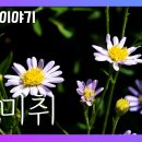 [국립수목원 우리꽃 이야기. 88] 개미취 이미지