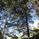 약수골캠프촌 숲속캠핑장 이미지