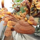 덕동농장 이미지