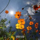 코스모스포토