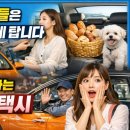 나성 펫 동물병원 | 요즘 사람들은 택시 이렇게 탑니다 | 모르면 못 타는 특별한 택시