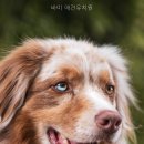 바미애견유치원 네이버블로그