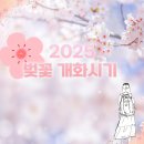 2025 벚꽃 개화시기 이미지