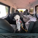 도그파우 이미지