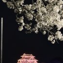 카페3.31 | 후쿠오카 마이즈루 공원 벚꽃축제 이용(3.31방문)후기