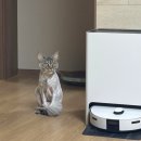 오늘은 그루밍 | [시흥/은계] 무마취 고양이 미용실 냥블링 (메인쿤 미용 후기)