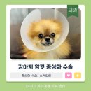 파크동물의료센터 | 초소형견 수술 전문 동물병원, 더파크동물의료센터의 1.3kg 포메 중성화 수술