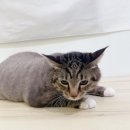 대왕바우 이미지
