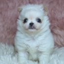 양지켄넬 이미지