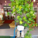 용문산첫번째식당 이미지