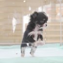 사랑애견샵 이미지