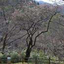 지리산매화네