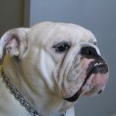 불독(bulldog) 이미지